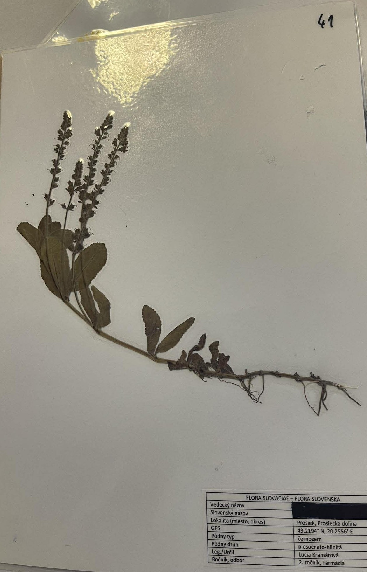 Rastlina Veronica officinalis